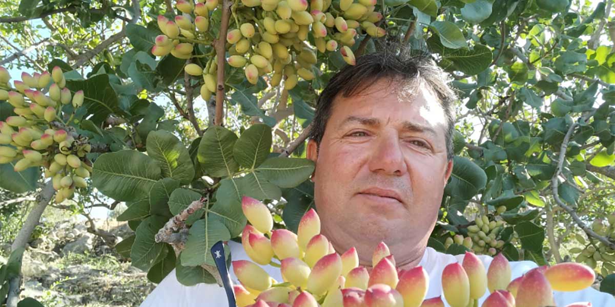 Pistacchio di Raffadali Dop, riconosciuto il consorzio di tutela